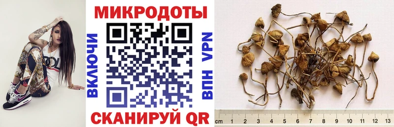 KRAKEN как войти Ахтырский Галлюциногенные грибы Psilocybine cubensis